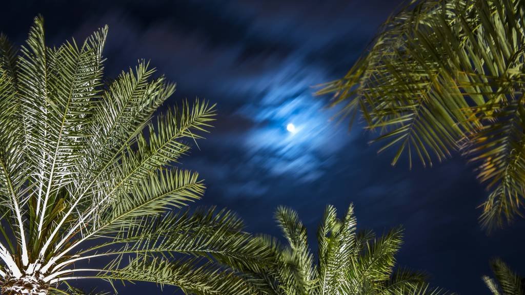 Saudi Arabia time lapse with clouds, Palm time lapse, Palm trees at night
