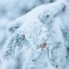 Trees Covered with Snow – Pine Forest and Branches – Photo 1