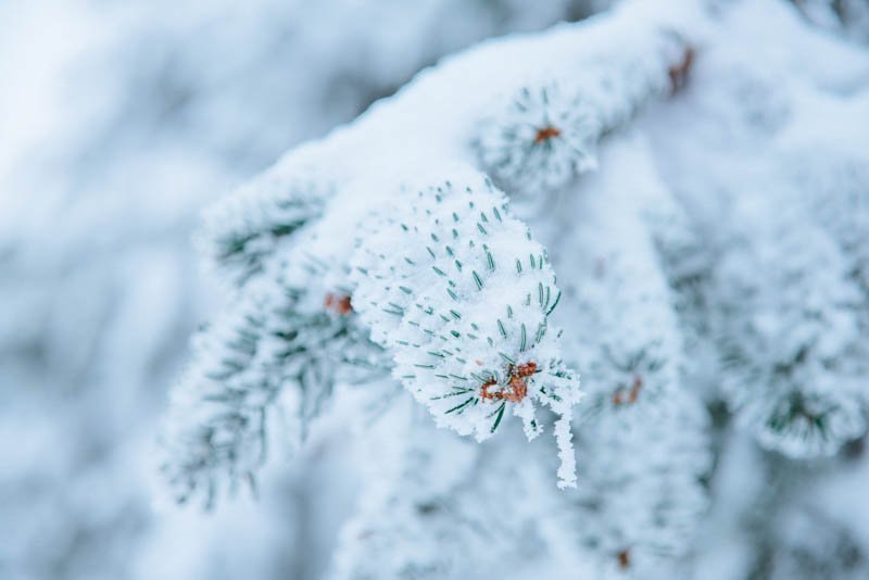 Trees Covered with Snow – Pine Forest and Branches – Photo 1