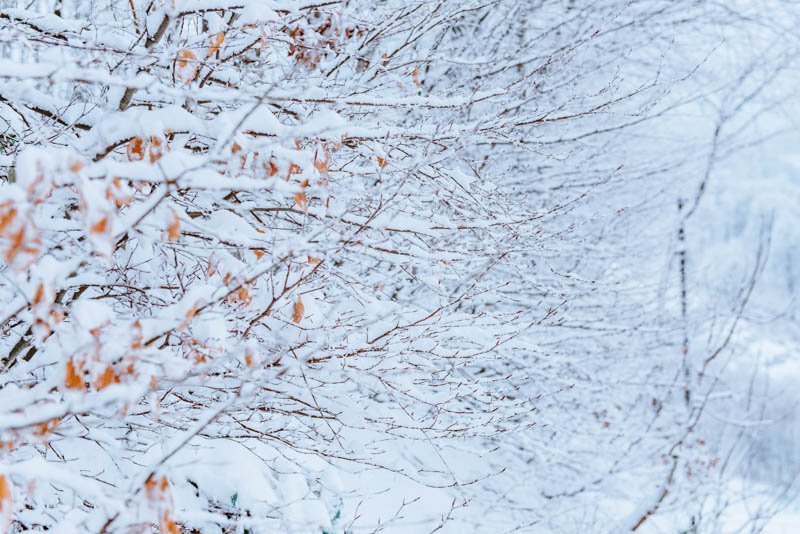 Trees Covered with Snow, Pine forest and Branches covered with Snow